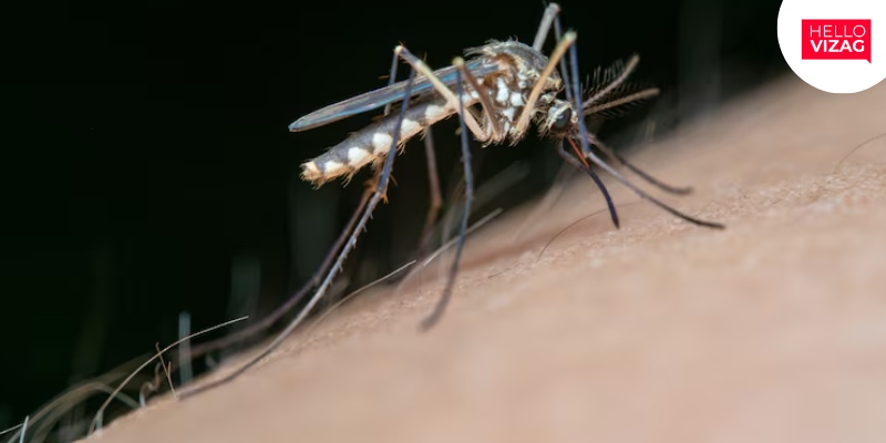 Understanding West Nile Fever: Symptoms, Risks, and Treatment