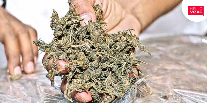 50 Kilograms of Cannabis Seized in Duvvada, Visakhapatnam