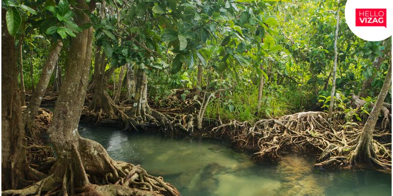 AP Initiates Carbon Market to Protect Mangrove Forest