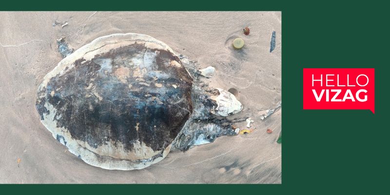 CARCASSES OF OLIVE RIDLEY TURTLES CONTINUE TO WASH ASHORE IN VISAKHAPATNAM