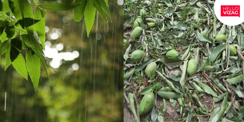December Rains Forecasted to Decrease Mango Yield in Andhra Pradesh