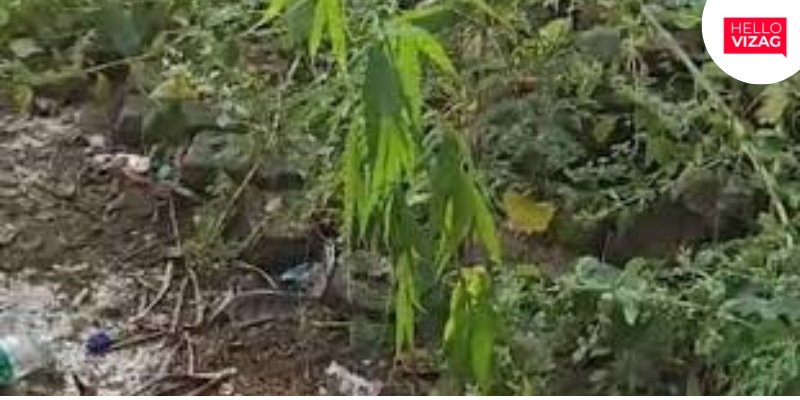 Ganja Cultivation Discovered on Hill Behind KGH in Visakhapatnam