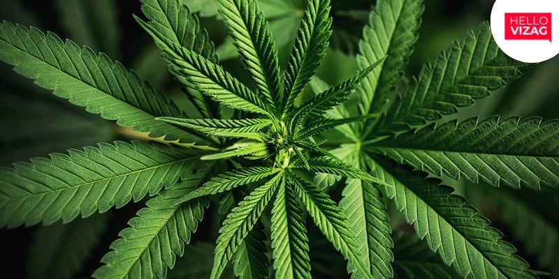 Major Cannabis Bust in Andhra Pradesh: 125 kg Seized, 7 Arrested