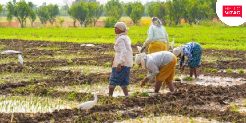 Nearly 73% of Kharif Sowing Completed in Andhra Pradesh