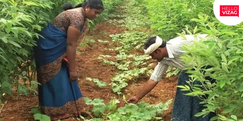 Organic Farming Families in Srikakulam Set New Standards for Andhra Pradesh