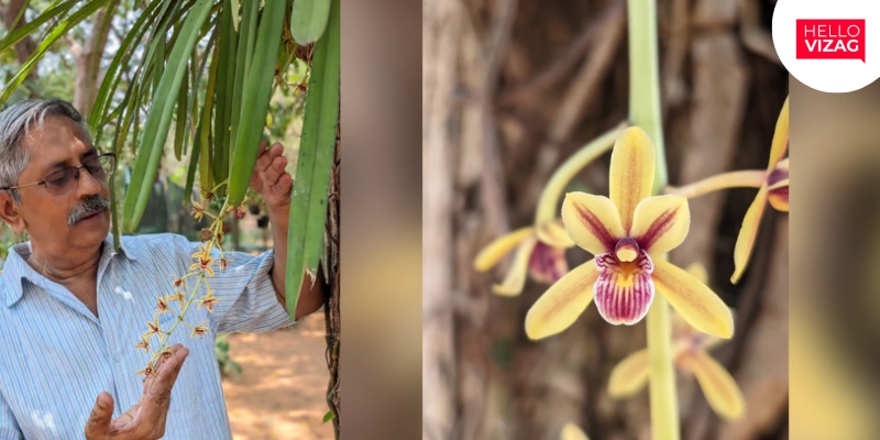 Rare Orchid Blooms After Two Decades: DNCS Biodiversity Park in Visakhapatnam Celebrates Botanical Marvel