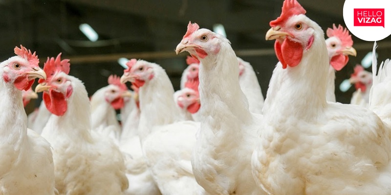 Rising Temperatures and Election Season Push Chicken Prices Higher in Visakhapatnam