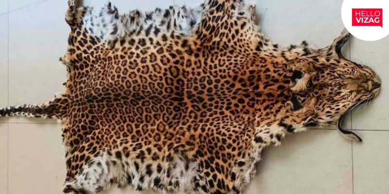 Smugglers of Leopard Skin were Severely Beaten by Investigation Officers
