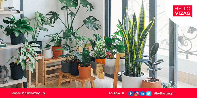 Some science-backed benefits of House Plants