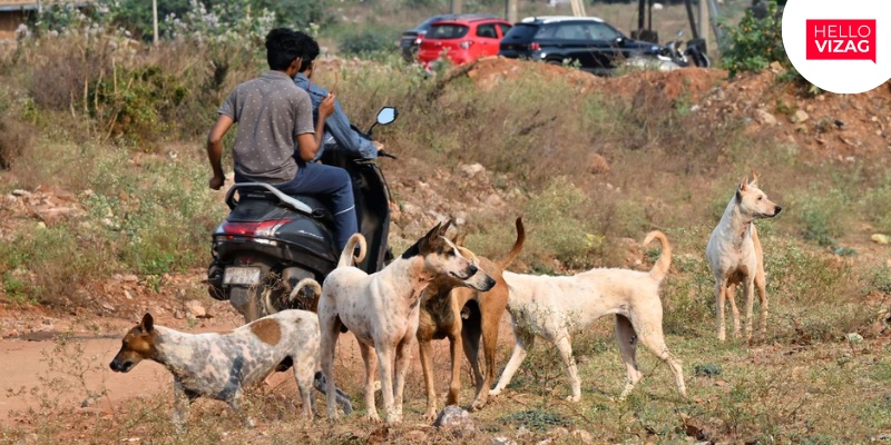 Stray Dog Menace: Balancing Safety and Welfare in Visakhapatnam