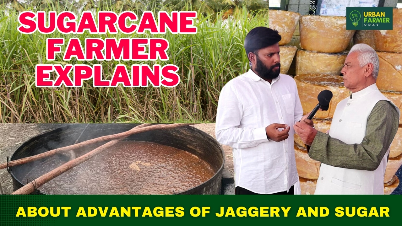 Sugarcane Farmer explains about Advantages of Jaggery and Sugar