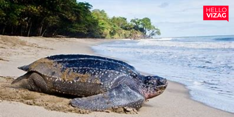 The Endangered Leatherback Turtle: Battling Extinction in Vizag's Coastal Shores