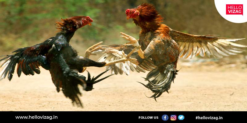 This time in Andhra Pradesh, cockfights were held in over 1,000 arenas