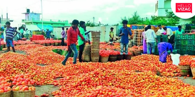 Tomato Farmers Face Crisis as Prices Plummet to Rs 3 per kg