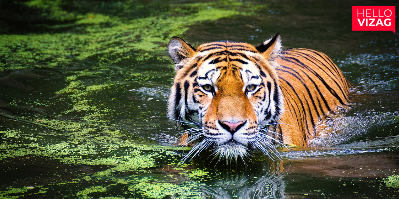 Tragic Loss: Royal Bengal Tigress Passes Away at Vishakapatnam Zoo