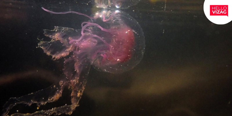 Venomous Jellyfish Blooms: Concerns Along Visakhapatnam Coast