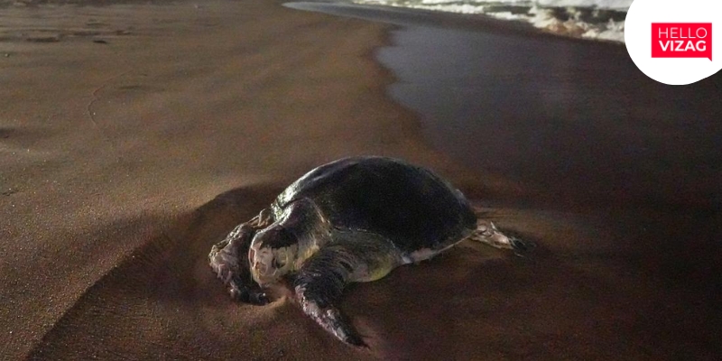 Visakhapatnam To Protect Olive Ridley Turtles From Polution