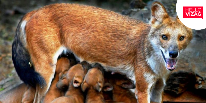 Vizag Zoo Initiates Conservation Breeding Program for Endangered Asiatic Wild Dogs